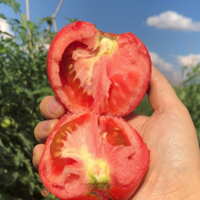 [특품타임특가] 최대8brix이상고당도 산지직송 완숙토마토 초특가할인, 1박스, 5kg