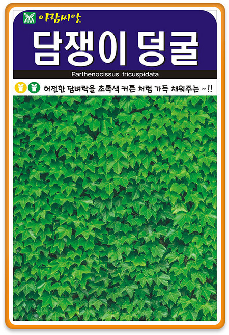 [팜앤리빙] 담쟁이나무씨앗 100립 담쟁이덩굴 덩쿨 종자, 1개