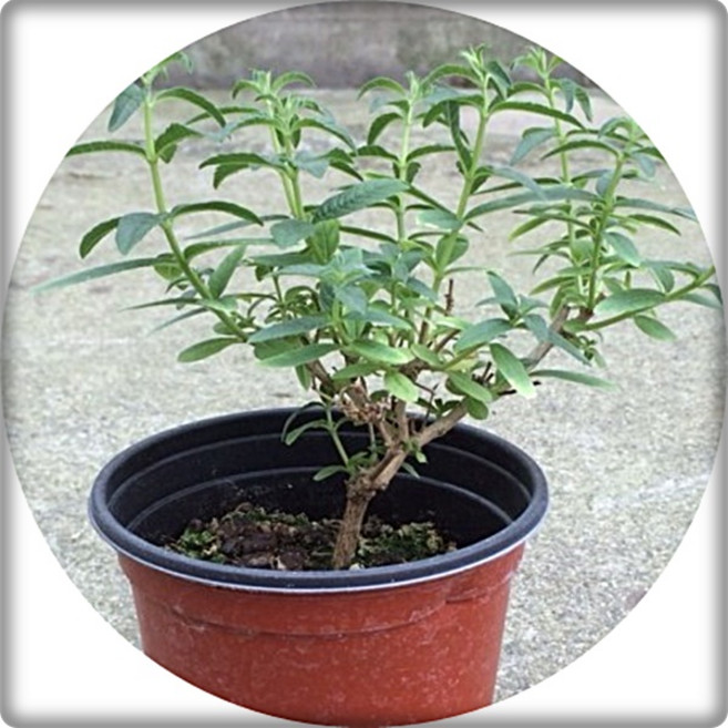 레몬버베나 허브화분 3포트1세트 향기식물, 1세트