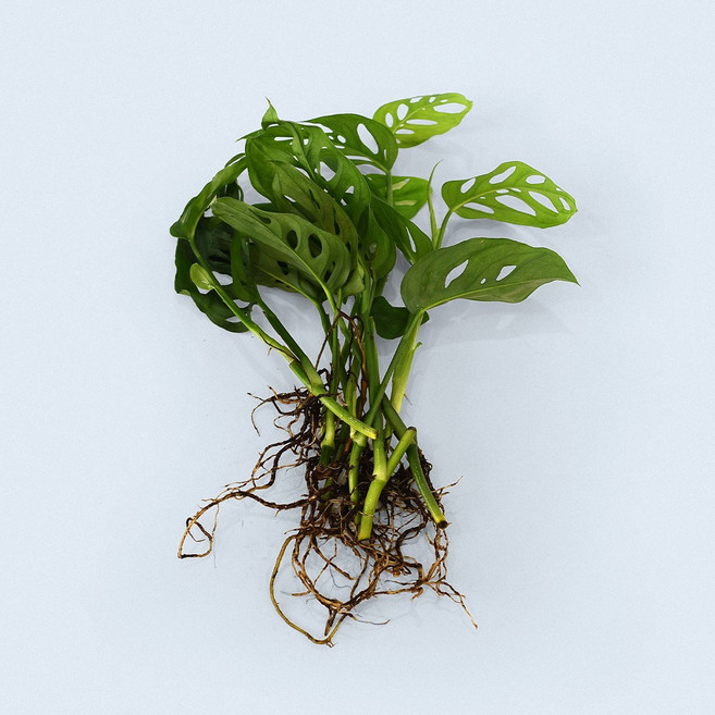 마이플랜트 몬스테라 아단소니 세척 모종 소형 수경재배식물, 3개