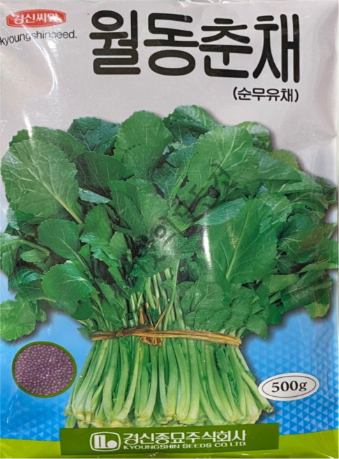 월동춘채 씨앗 500g 대포장 대용량 하루나 겨울초 순무유채 후이나종자 경신종묘, 1개