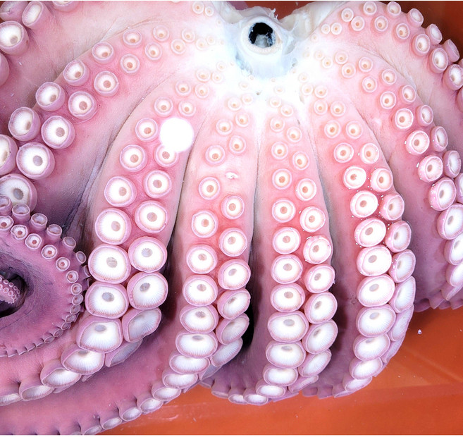 포항죽도수산 100% 동해안 참문어 산지직송 (생물자숙) 제수용 선물용 문어(2-5kg), 1개, 4kg(실중량 2.7kg 내외)