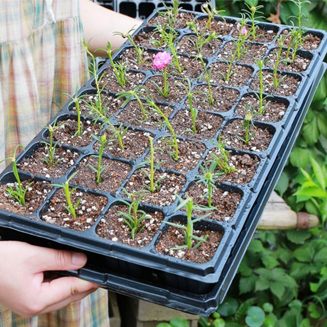 텃밭 원예 모종 육묘 발아 모종판 발아판 트레이 32 72 105 128구, 32구, 1개