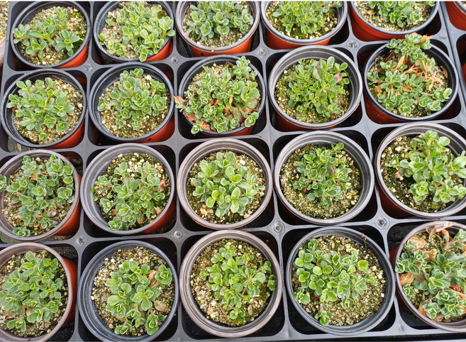 이끼용담 크란베리 봄꽃 모종 미니식물 행잉식물 월동