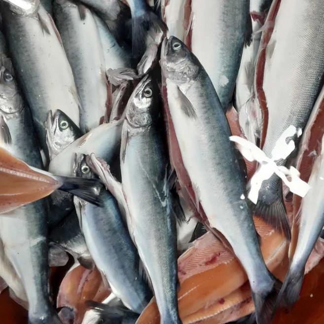 자연산 반건조 바다송어 송어 구이 찜 탕 구이용 생선, 1개, 소 2미 (350g 내외)