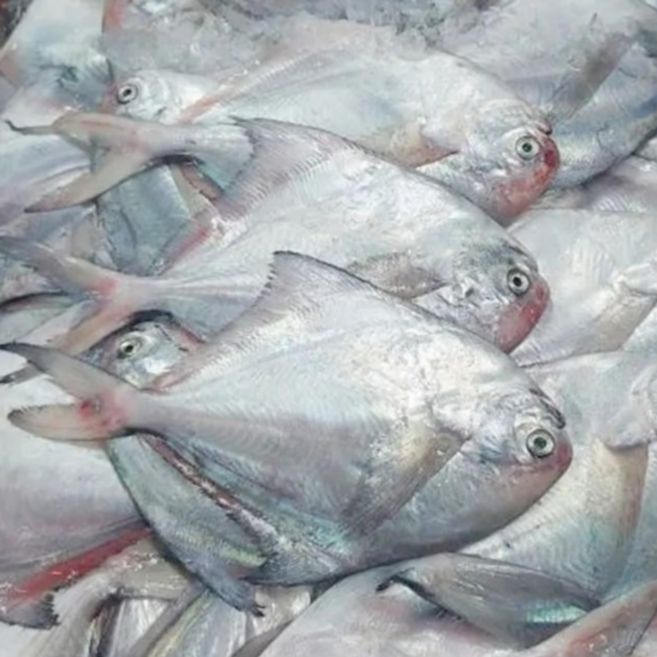 산지직송 HACCP인증 국내산 손질 제철 병어 구이용 조림용, 2개, 1kg(5미내외)