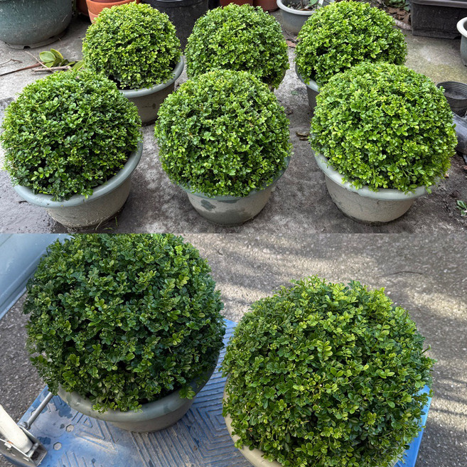 圓細葉七里香波波球盆栽 30公分 景觀園藝觀葉開花植物