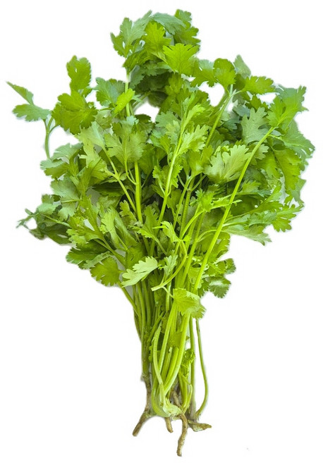 9위 - 신선한 고수나물 고수풀 향채 coriander 10~30g, 30g, 1개