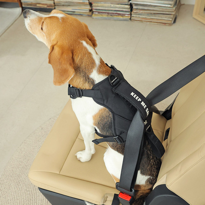 펫더팬 리브 반려동물 차량용 안전벨트 하네스 세트, 1개, 블랙