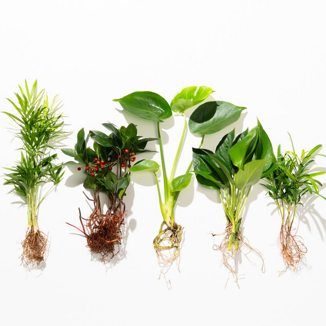 메이크정글 공기정화 수경재배 흙 세척 식물 5종 세트, 테이블야자+나한송+몬스테라+천냥금+스킨답서스