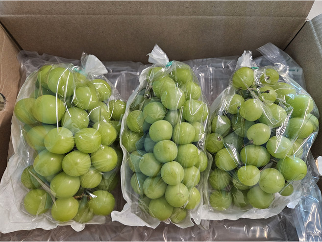 [가족실속형 시즌 할인특가!] 산지직송 한정수량 고당도 샤인머스켓, 1박스, 2kg(4~5수)