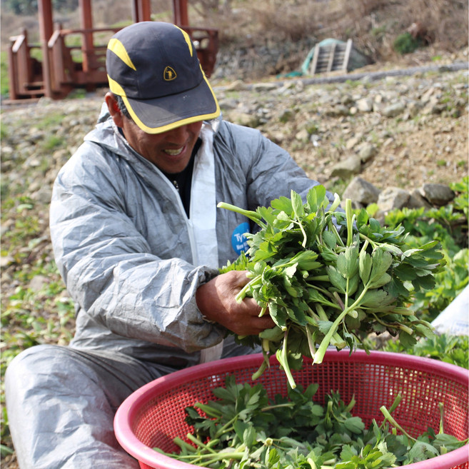 맑은마켓 재구매율1위 영양끝판왕 금오도 방풍나물, 1박스, 2kg