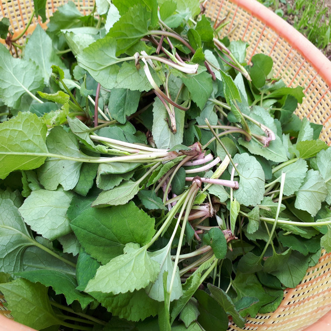 국산 생취나물 무농약 친환경 1kg 싱싱한봄나물 경남고성참다래마을, 1박스