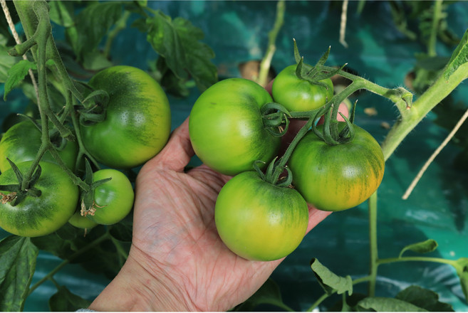 [산지직송] 대저 짭짤이 토마토, 1박스, 2.5kg