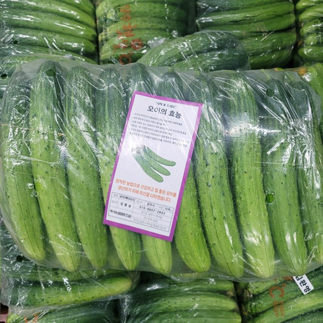 오이지오이 50개 아삭한 백오이 오이지 소박이 피클, 1개