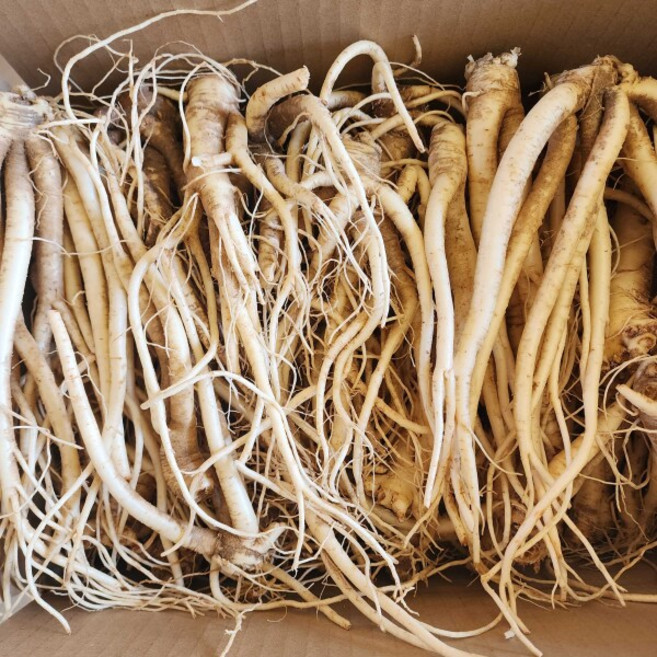 [더자인] 영양가득 세척약도라지 특품 1kg, 1개, 상세 설명 참조