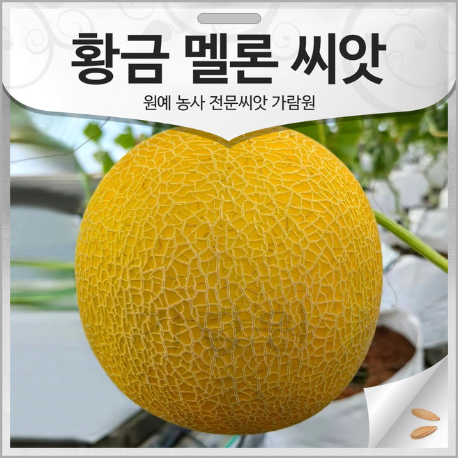 황금 멜론 씨앗 멜론씨 종자 참외씨 참외 하미 10알, 1개