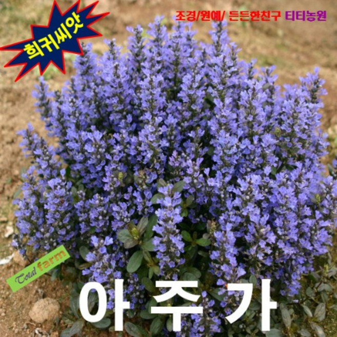 (희귀씨앗) 아주가 Ajuga 10립, 1개