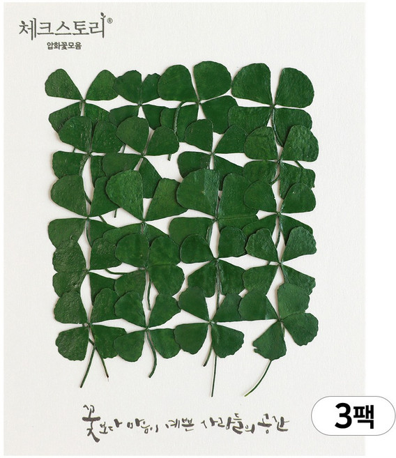 체크스토리 네잎클로버 꽃 압화 3팩세트, 대