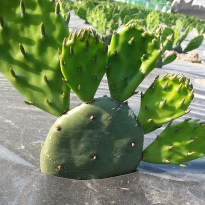 황금곳간 손바닥 선인장 천년초 모종, 100개