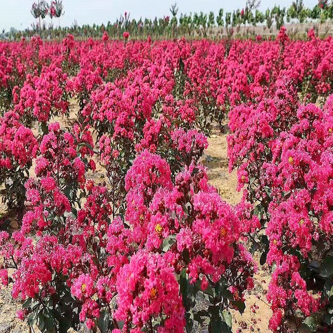 충주원예조경 / 백일홍(핑크벨로) / 삽목5년 / 다간형 / 개화주, 1개