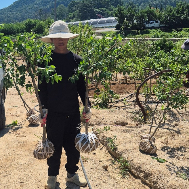 사과대추나무 묘목 왕대추 3년(접목2년) 결실주 나무 사홍 분묘 복조대추 묘목, 왕대추 3년, 1개