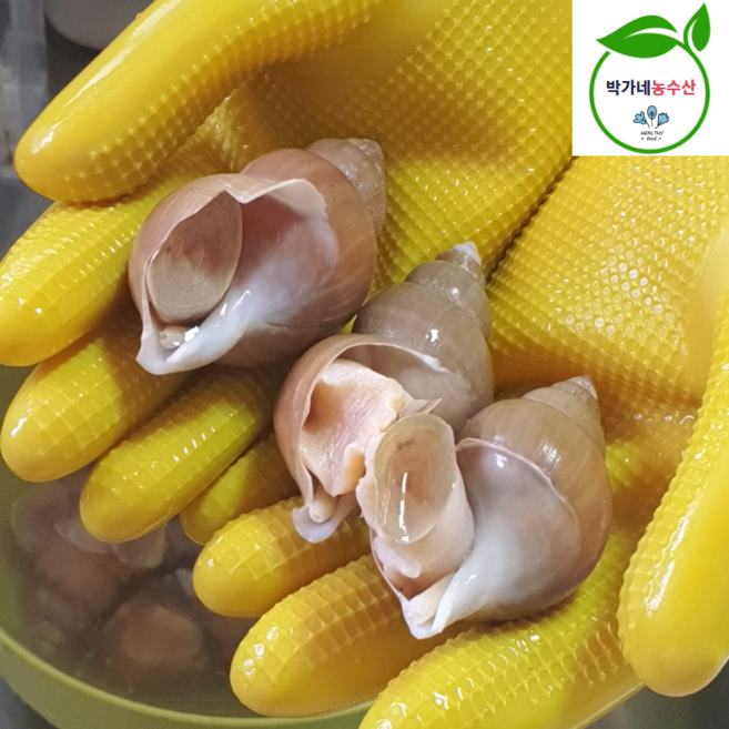 포항 제철 백고동 1kg 생물 자숙 백골뱅이, 1세트, 자숙 [소소]1kg 60미이상