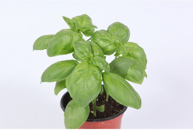 (도시농해담채) 바질화분 4개