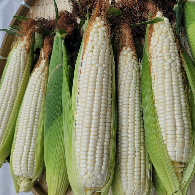 쫀득쫀득 햇 찰옥수수 백찰 흑찰 산지직송, 흑찰옥수수, 10개