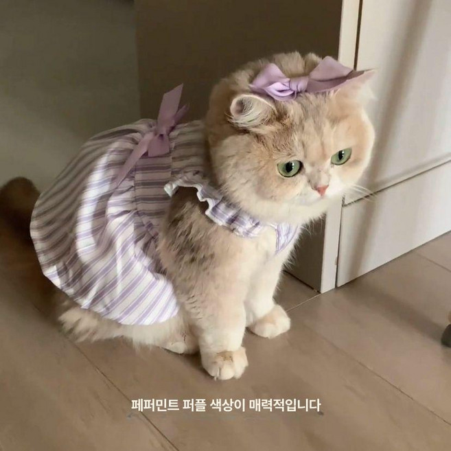 강아지수영복 물놀이 소형, 엘레강트 퍼플 스트라이프 드레스, 1개