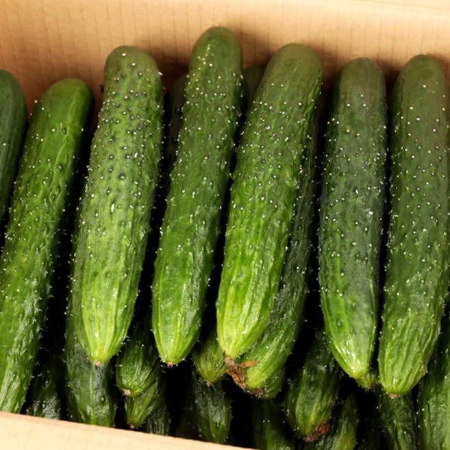 체린농 우리땅 가시오이 신선한 오이 10키로, 1박스, 10kg