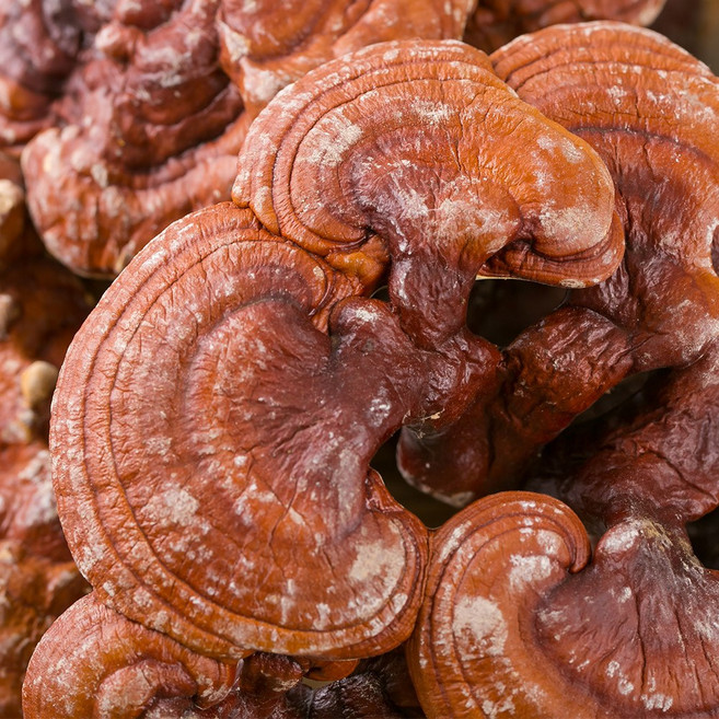 국산 영지버섯 600g 무가공 편목지 원형 잘 말린 건조 건 한방 차, 1개