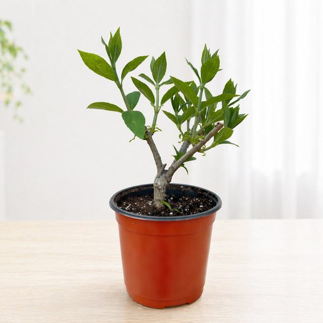 목수국/장미수국/라임라이트/꽃/화분/화초/겹꽃/수국/나무/여름꽃/블루장미수국/핑크장미수국/하얀수국/나라아트, 수국종류: 목수국, 1개