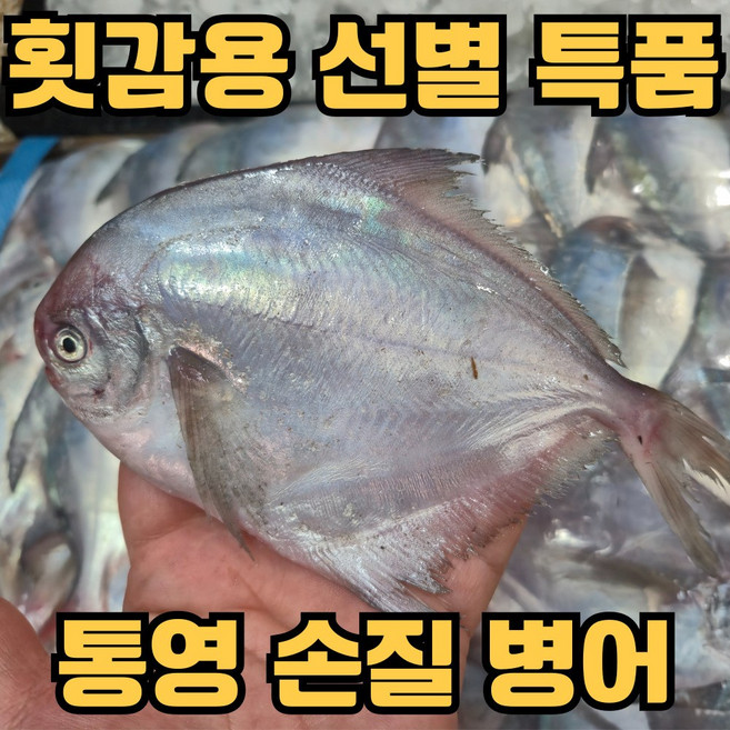 [통영직송] 국내산 생물 병어 횟감 특품, 1개, 500g
