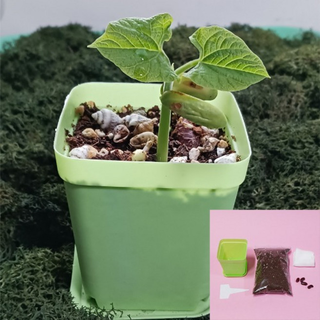 식물의한살이관찰계획을세우고씨심기(파스텔화분 강낭콩키우기) 1인세트, 1개