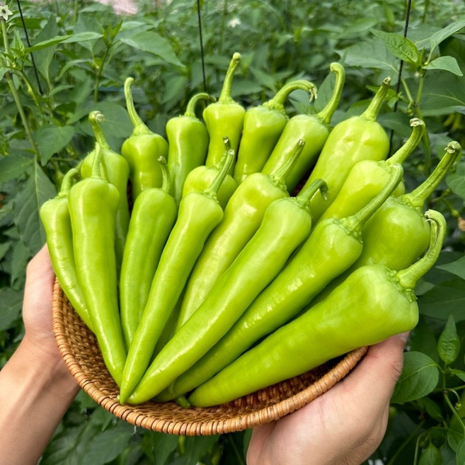 산지직송 당조고추 국내산 아삭한 제철 고추, 1kg, 1박스