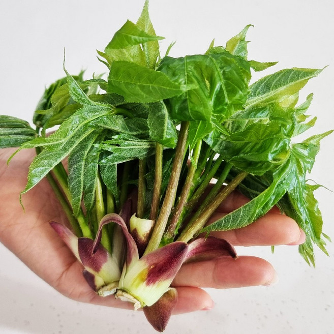 햇살농원 정선 고냉지 자연산 생 엄나무순 개두릅 당일수확 산지직송, 1개, 고냉지 생 엄나무순 500g