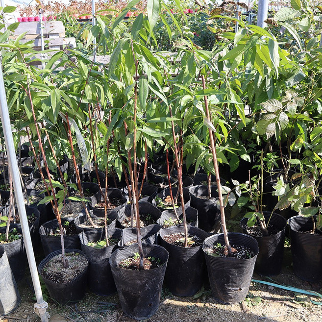 황도 복숭아나무 묘목 2년생 결실주 포트묘 중묘 백도, 황도 2년생 결실주 포트묘 중묘