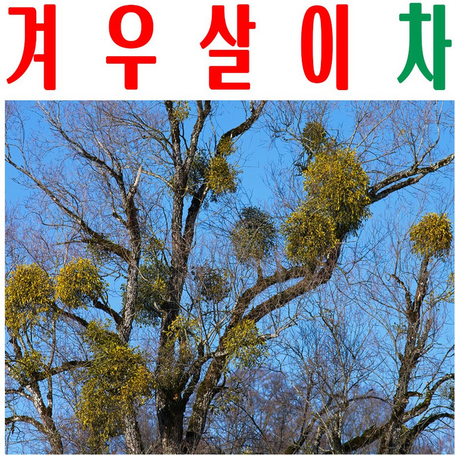 겨우살이차/ 미슬토우티/ 미슬토티백/ 1회용 티백차, 겨우살이차(20티백) x1봉