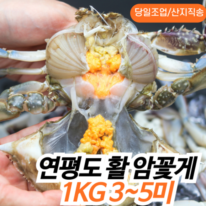 [100%알배기] 연평도 봄 활 꽃게 생물 알배기 암꽃게, 1개, 1kg(3~5미)