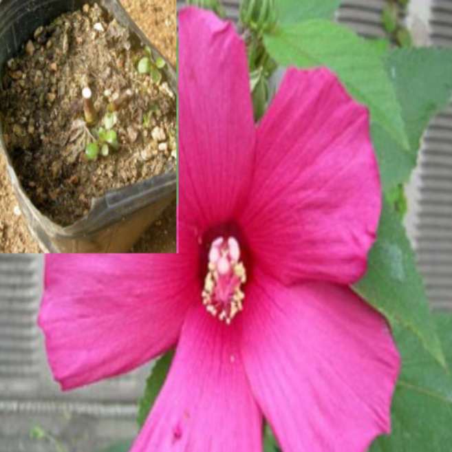 부용모종(포트) 4개 ju25