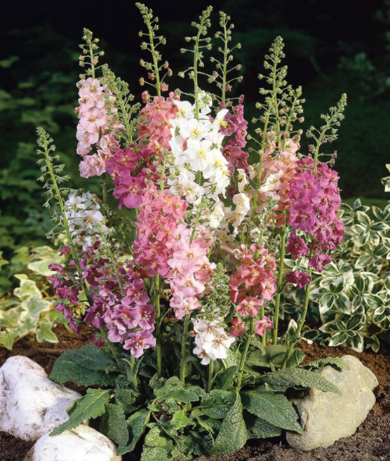 버바스쿰 색상혼합 Mix [3포트] (복남이네야생화 하이브리드 혼합), 3개