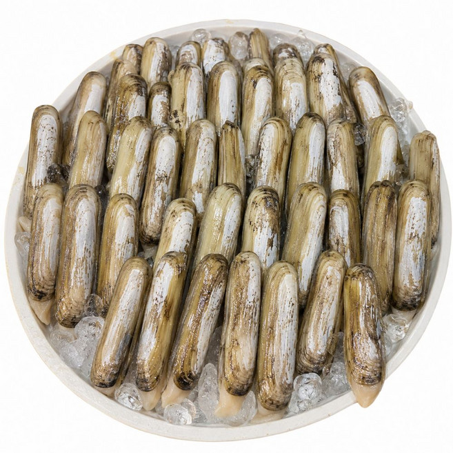 [재구매율1위] 국산 맛조개 생물 프리미엄 여수 자연산 디아머스, 1개, 1kg 내외