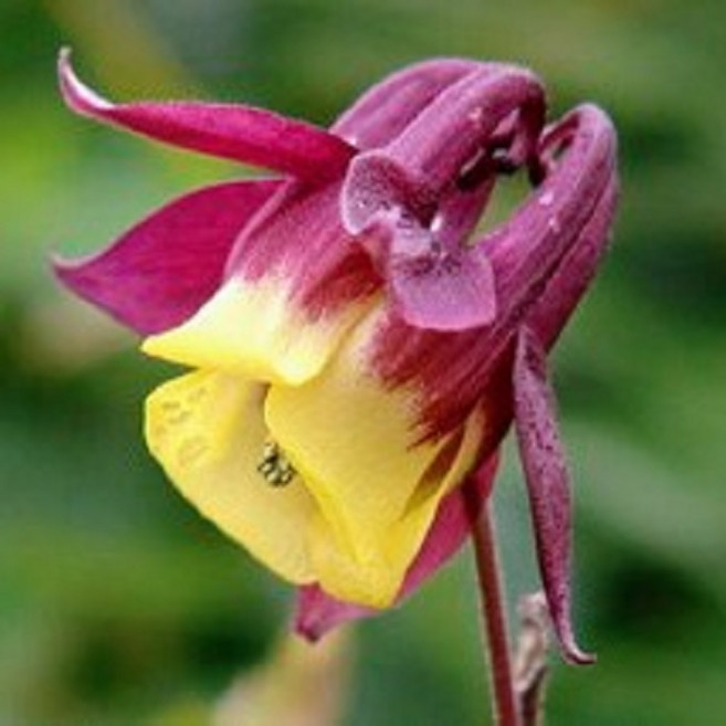 매발톱 모종 다년생 야생화 혼합색 모종포트식재, 5개