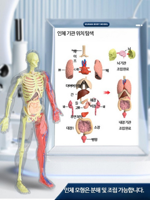 인체해부모형 3D 교육용 해부학 골격 장기 내장기관 실험키트 모형 32cm 인체모델, 1개