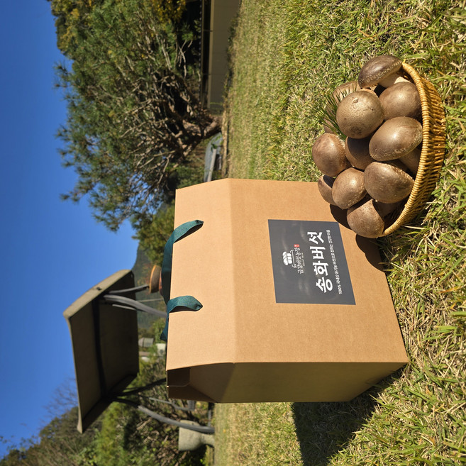 [산지직송]프리미엄 송화버섯 표고버섯 송이버섯 선물세트 가정용 1kg, 1개, 1kg(실속선물용 : 중~상품)