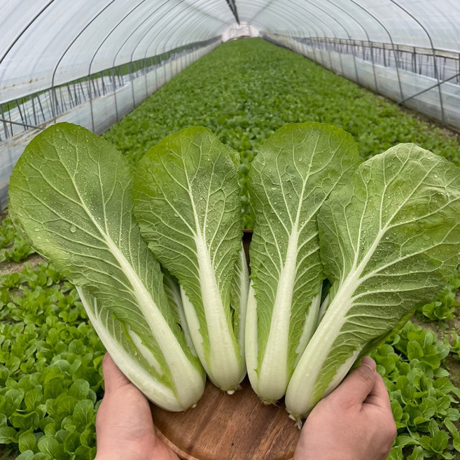 청년농장 포천 싱싱 얼갈이 배추 2kg 4kg 당일수확, 1개, 얼갈이 2kg