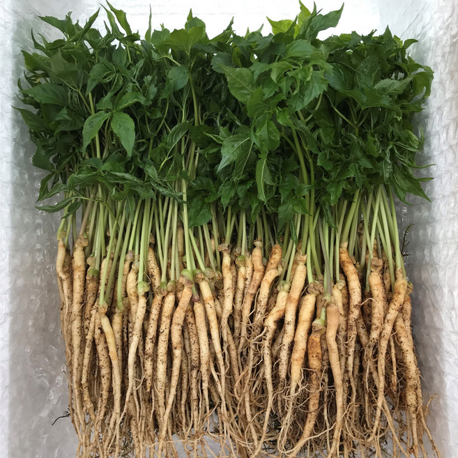 한우물농원 새싹삼 새싹인삼 새싹채소, 50개, 못난이(선물용X, 가정용 샐러드 O), 1g