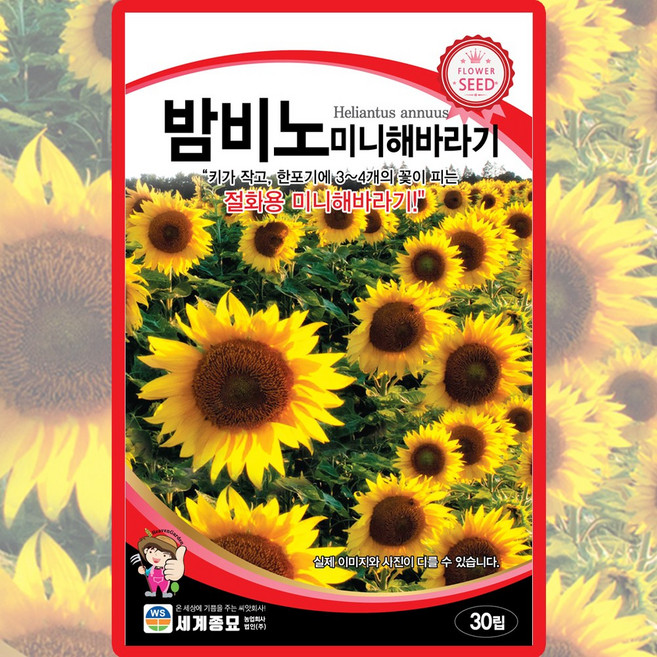 세계종묘 밤비노 미니해바라기 씨앗 30립 미니 해바라기 꽃씨 야생화 종자, 5개