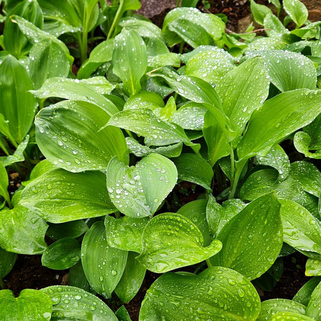 울릉도종 잎 명이나물 생 산마늘 국내산 햇 잎명이 특품 디아머스, 1kg, 1개
